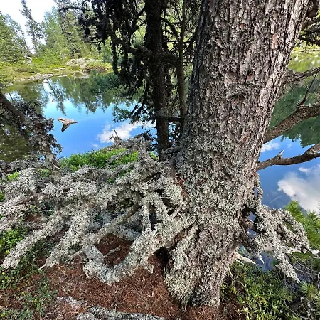 Michlbauer - Kaufmann Aloisia * Sankt Peter ob Judenburg