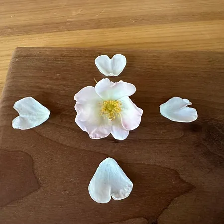 Michlbauer - Kaufmann Aloisia