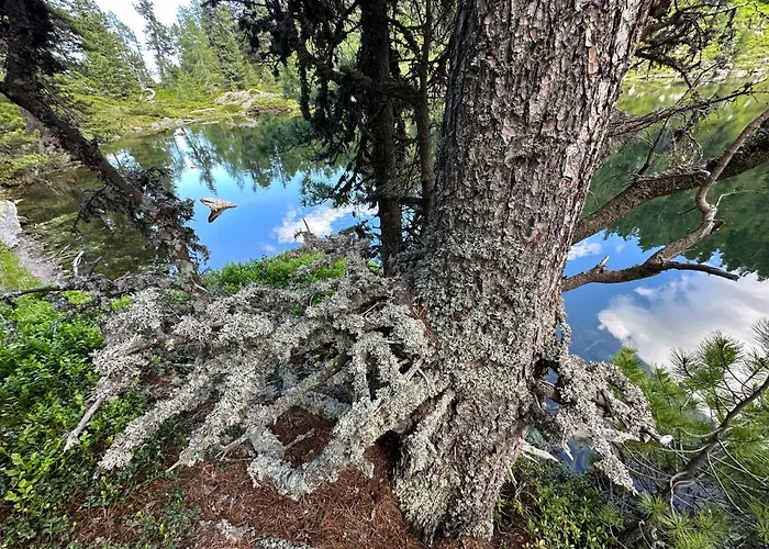 Michlbauer - Kaufmann Aloisia * Sankt Peter ob Judenburg