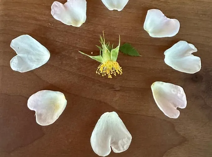 Michlbauer - Kaufmann Aloisia * Sankt Peter ob Judenburg