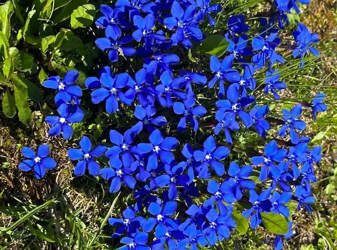 Michlbauer - Kaufmann Aloisia بيت ضيافة *